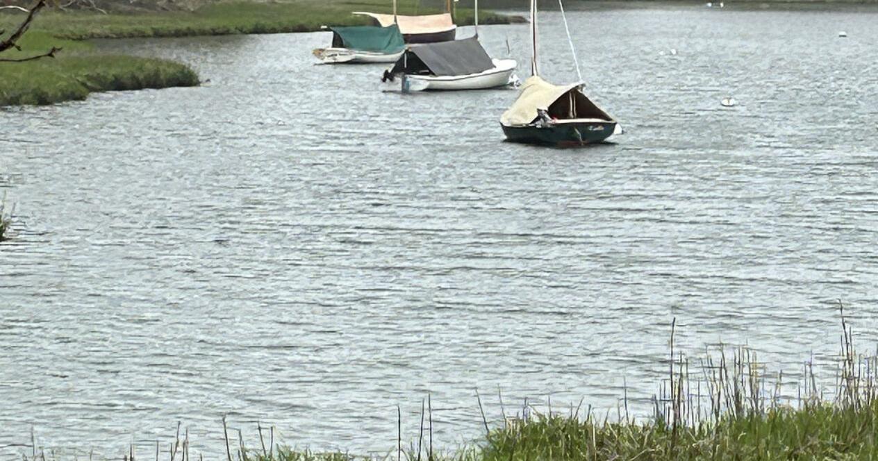 Swamp Yankee Stories: In dooryards where lilacs still bloom, memories linger - Vimarsana News