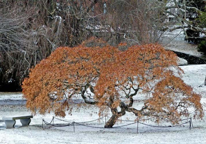 PHOTOS Light snowfall throws a rusty tree into sharp relief Westerly