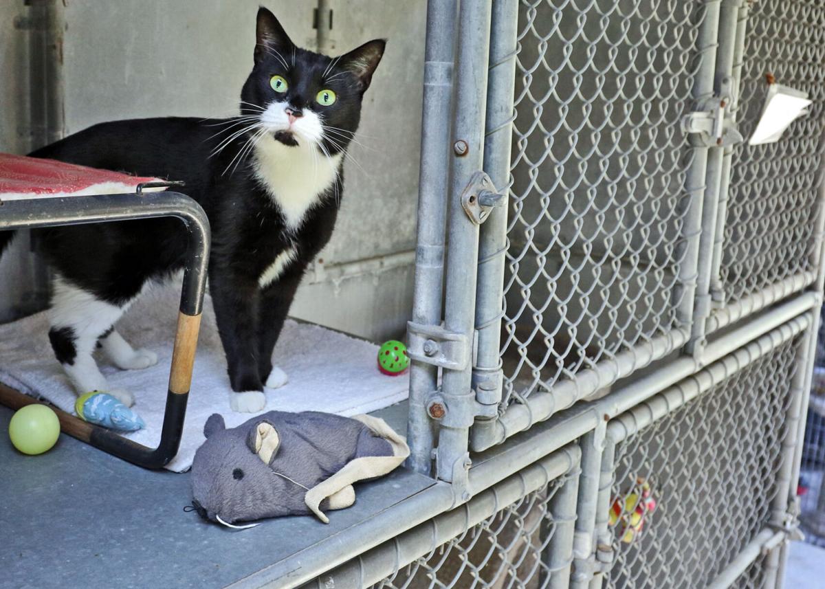 Charlestown Animal Shelter renovation to give animals the space they need Dailynewsalerts