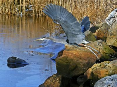 Heron