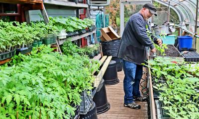 051419 WES Wilcox Park tomatoes readied 2 hh.jpg.jpg