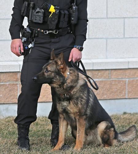 Westerly police retire police dog Niko, introduce Damon after Bruno  promoted to sergeant, Westerly