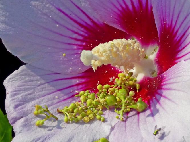 PHOTOS It’s showtime for the hibiscus, and a bonanza for pollinators