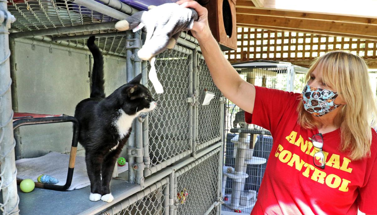 Charlestown Animal Shelter Renovation To Give Animals The Space They Need Daily News Alerts Thewesterlysun Com
