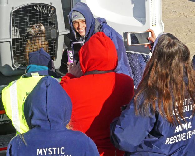 PHOTOS Seal returns to the sea after rehab at Mystic Aquarium