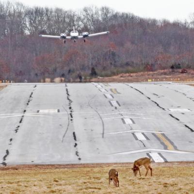030523 WES Deer near airport runway hh 008160.JPG