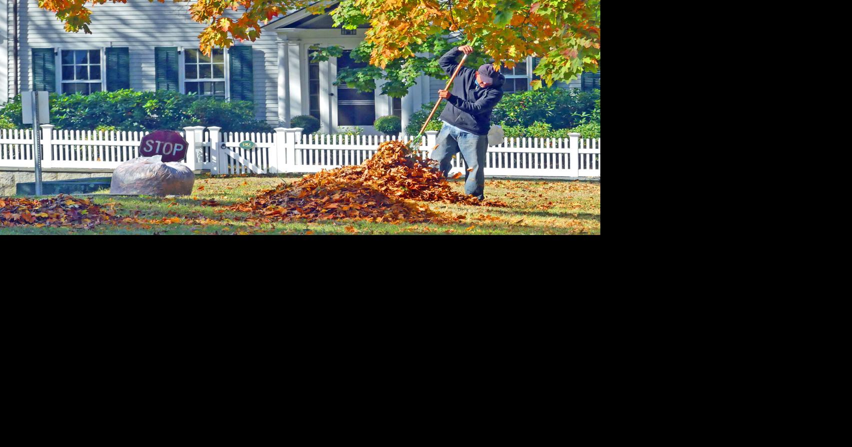 PHOTOS Raking the leaves at the borough post office Stonington