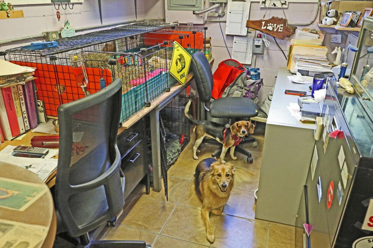 Charlestown Animal Shelter Renovation To Give Animals The Space They Need Daily News Alerts Thewesterlysun Com