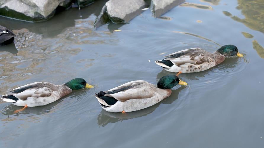 PHOTOS: Patrolling the pond at Olde Mistick Village | Stonington 