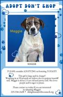 Pet Spotlight: Maggie