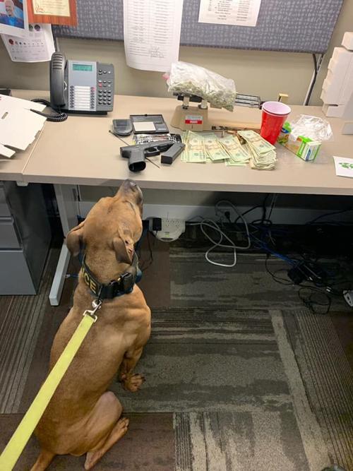 K9 Maverick