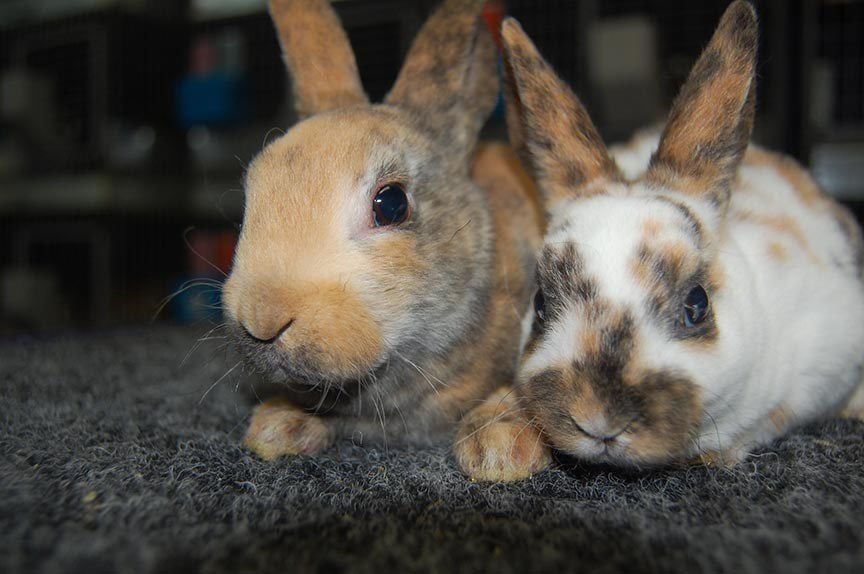 Harlequin best sale mini rex