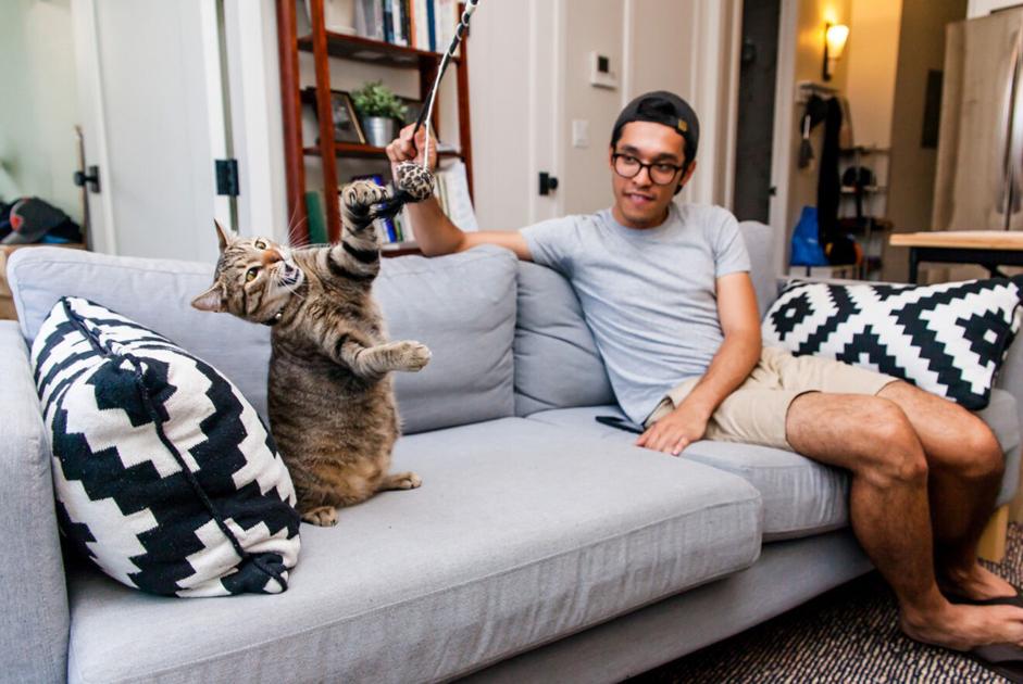 Nationwide Cat Well being Month | Way of life