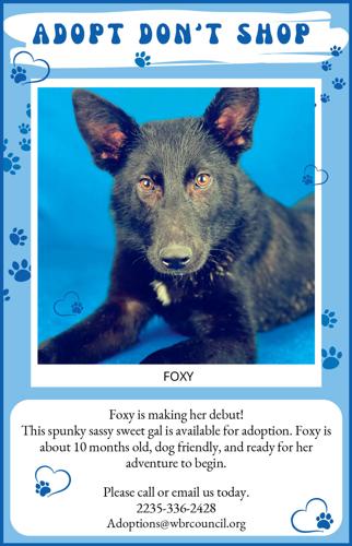 Pet Spotlight: Foxy