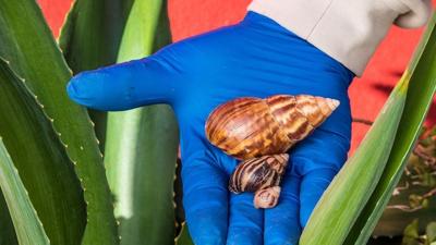What you need to know before becoming a collector of live insects or snails