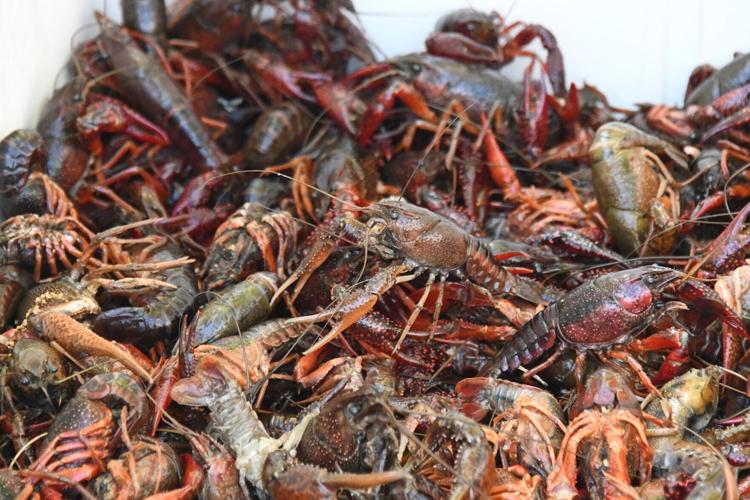 Backyard Boilers 2nd Annual Crawfish Boil 1