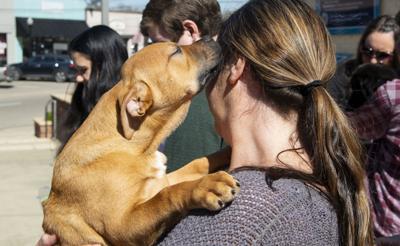 Pet Adoption (copy)