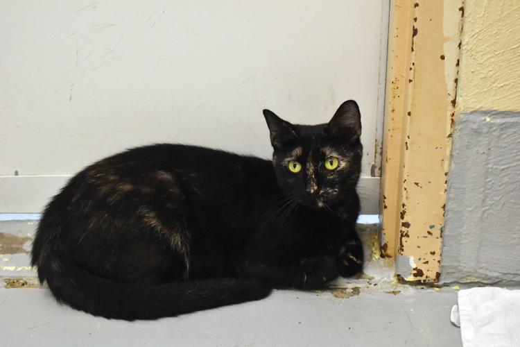 0828 elmore county humane3.jpg