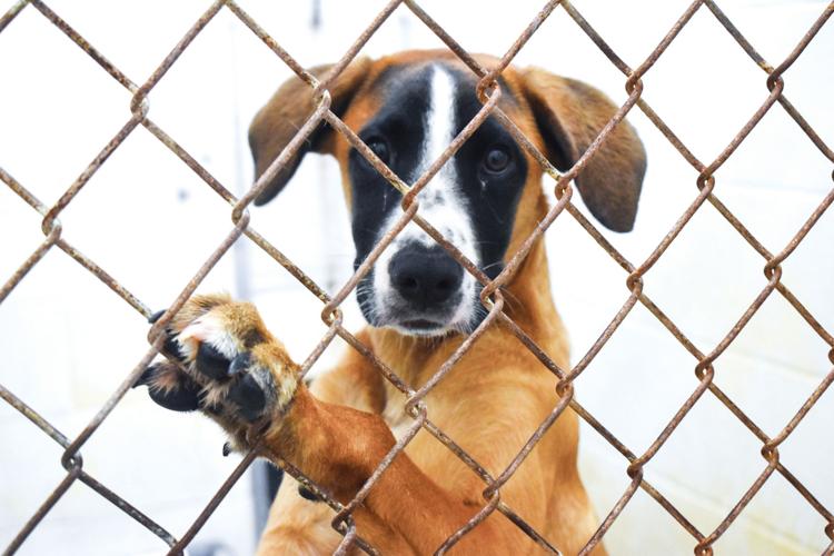 0828 elmore county humane5.jpg