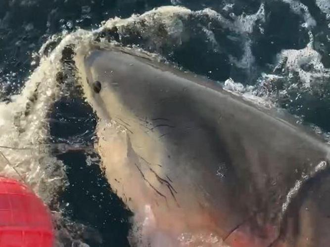 sharkz_featured