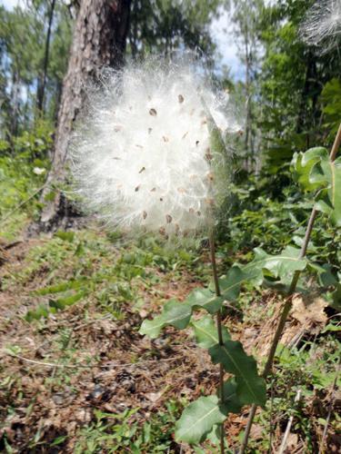A firestarter and a healer, Milkweed offers myriad uses