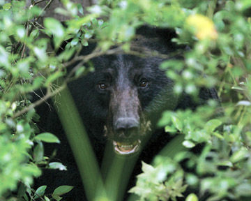 Black Bears on move within state