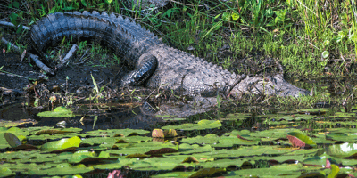 Gator Golf