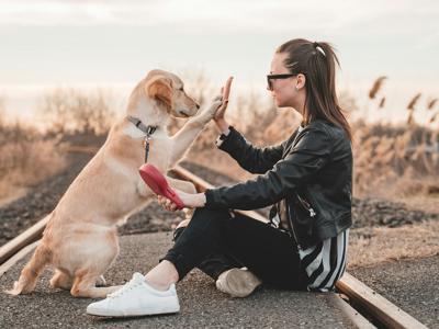 doggiez_featured
