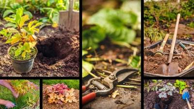 How to Prep Perennials Now for Beautiful Spring Blooms