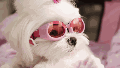 Dog breeds losing popularity