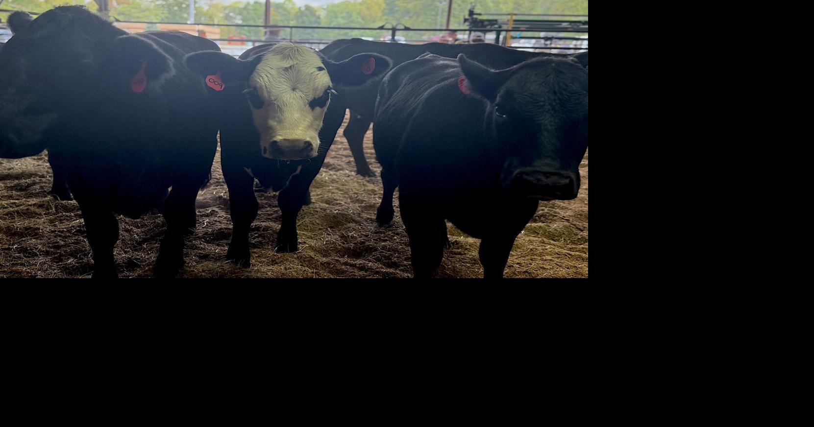 Cow economics: The beef with meat prices