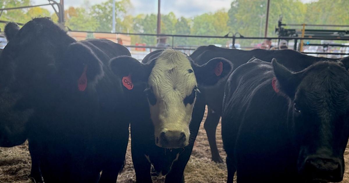 Cow economics: The beef with meat prices