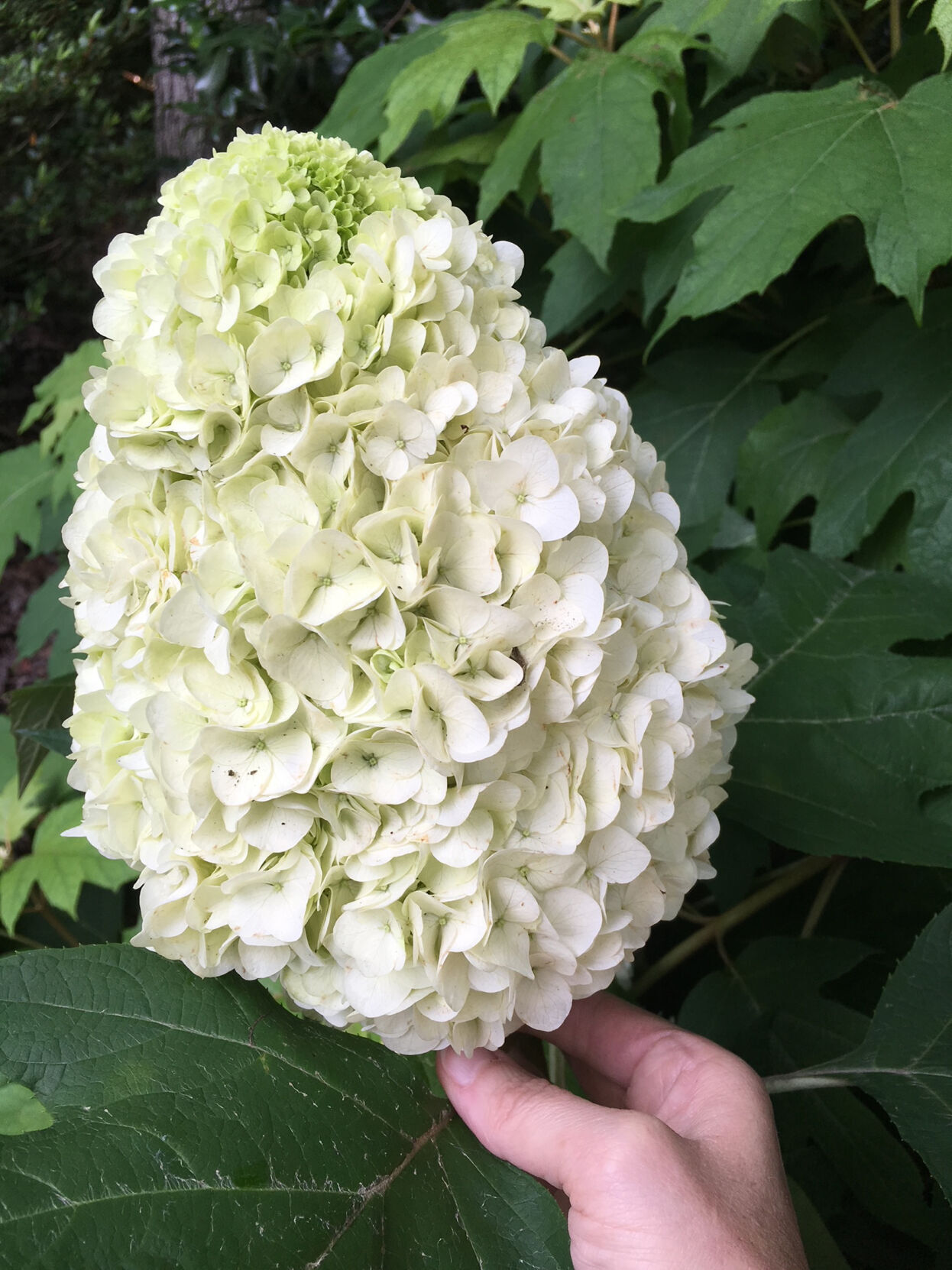 Image of Tara hydrangea bush in full bloom