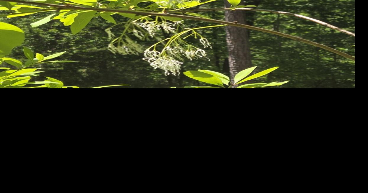Ask a Master Gardener: All about the fringe tree | Farm and Garden ...