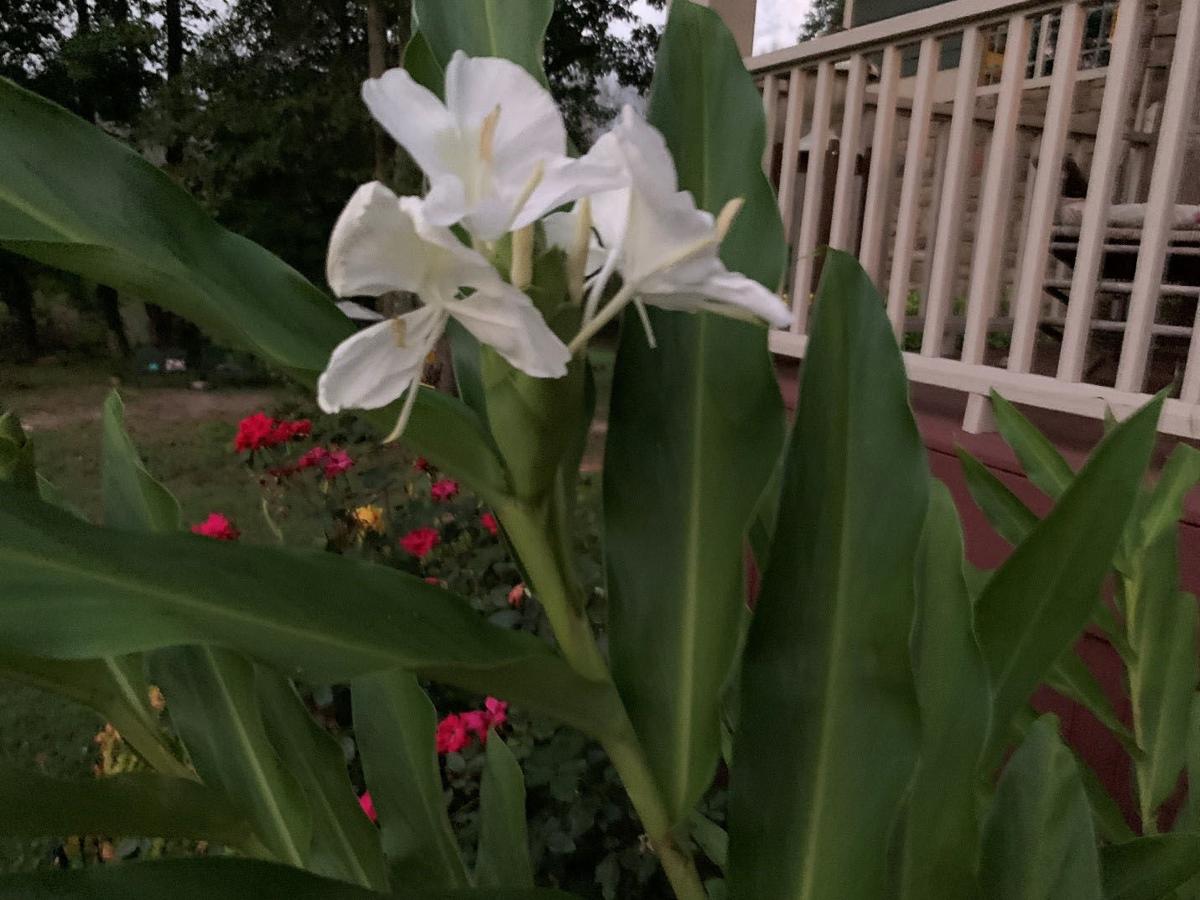 Ask A Master Gardener Getting To Know The Ginger Lily Times Georgian Times Georgian Com