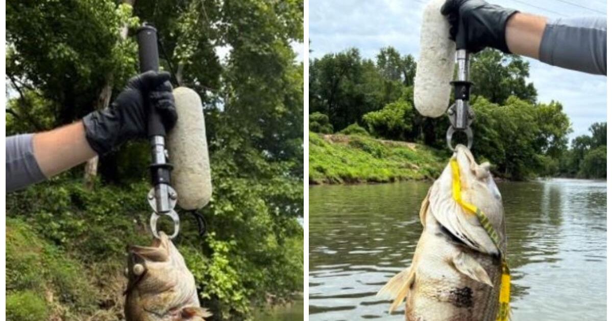 More than 44K fish die in Chattahoochee