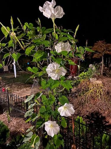 MoonFlowers, Morning Glories, and their relatives | Farm and Garden |  times-georgian.com