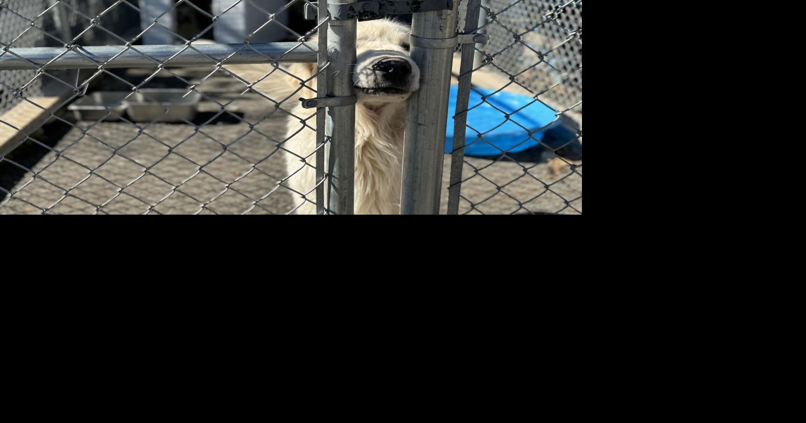 Parvo outbreak prompts local shelter closures