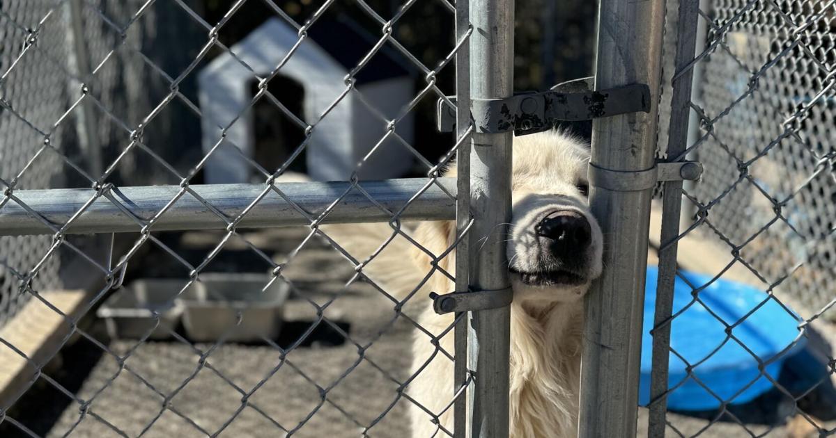Parvo outbreak prompts local shelter closures