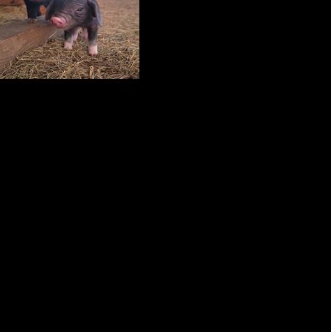 Folks in farming: Local is raising unique pig species | Local News ...