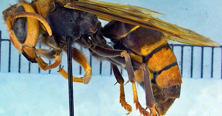 Georgians urged to keep an eye out for invasive bugs