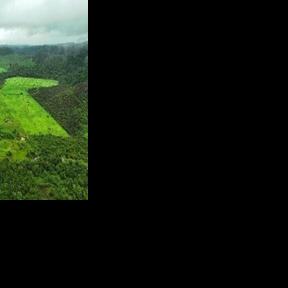 Brazil's Amazon lost area the size of Spain in 40 years: study