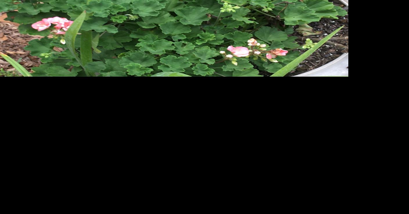 Ask A Master Gardener: Overwintering Old-Fashioned Garden Geraniums ...