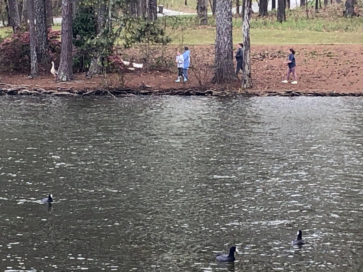 Lake Carroll Shoreline Upgrades Planned News Times Georgian Com