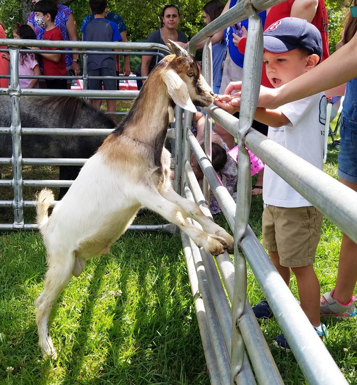 Local Children Tickled Pink With Petting Zoo Gateway Beacon Times Georgian Com