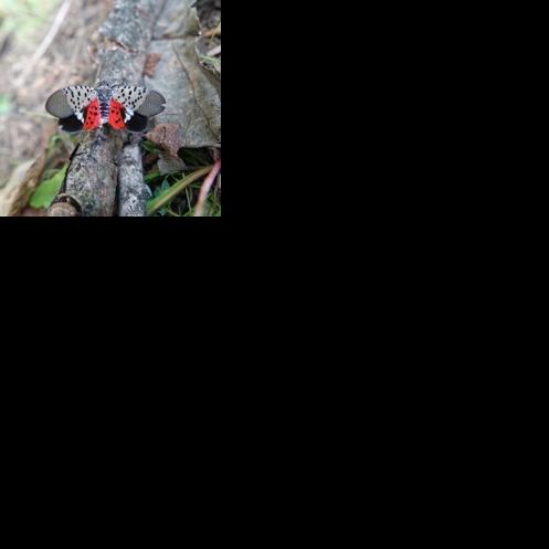 USGS: Hurricanes may be spreading invasive species | Local News | times ...