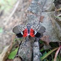 Invasive Insects Usgs USGS: Hurricanes may be spreading invasive species | Local News | times ...
