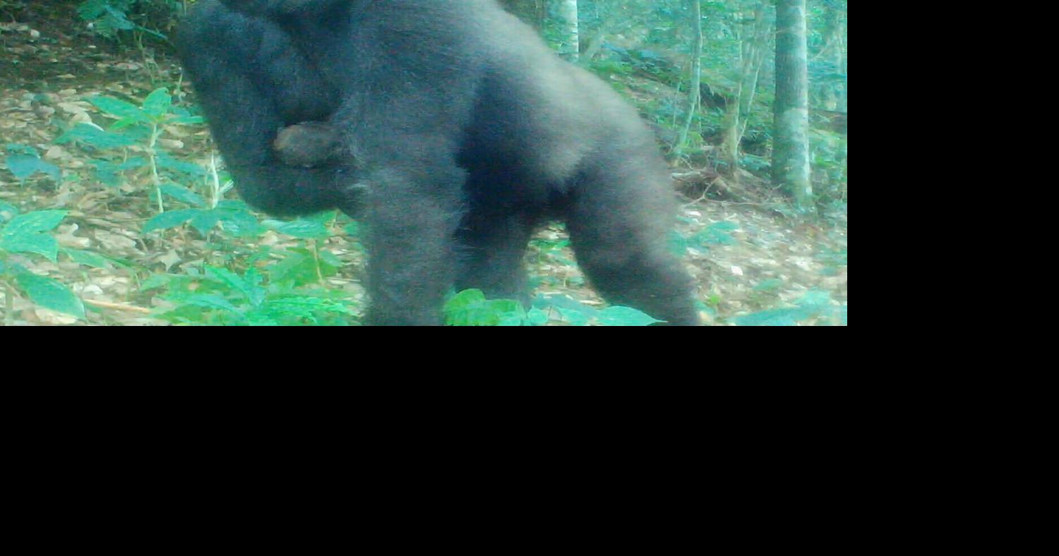 Rescued gorilla with one arm becomes mom