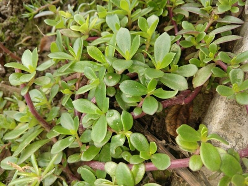 Ask a Master Gardener: Shifting perceptions on purslane from common weed to  'super plant' | Times Georgian | times-georgian.com