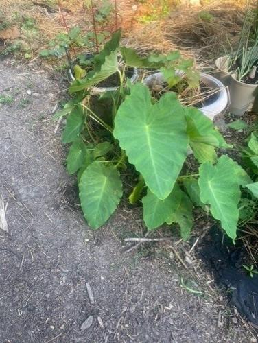 agristarts philodendron Buy Philodendron Lickety Split Online | Garden Goods Direct main image 1